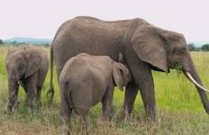 8 Days Mikumi NP, Ruaha NP and Nyerere NP (Selous GR) the best of Southern Tanzania. Tour