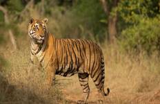 North India Wildlife Tour Tour