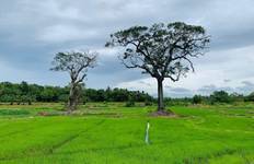 Circuit Itinéraire de 4 jours au Sri Lanka