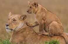 Circuit 3 jours de safari en camping sous tente dans le Masai Mara