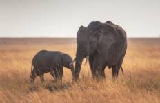 Circuit Safari en Tanzanie - 5 jours