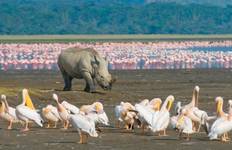 Circuit Kenya et Tanzanie : l'expérience du safari