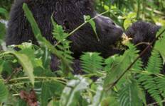 Journeys: Wild Encounters in Rwanda National Geographic Journeys Tour
