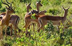 13-Days: Cape Town, Kruger Park. Victoria Falls & Botswana Tour. Tour