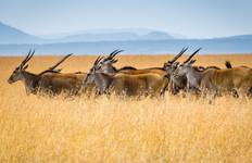 Circuit Safari en petit groupe dans le Masai Mara - 3 jours (avec Land Cruiser JEEP)