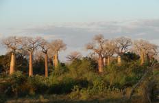Circuit Un séjour à Morondava : Le paradis des baobabs