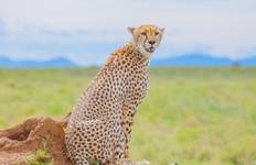 Circuit Safari de luxe au Serengeti - Big Five en Tanzanie