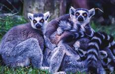 Circuit Voyage personnalisé de 14 jours à Madagascar, départ quotidien, guide privé et jeep