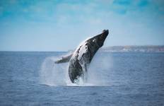 Circuit Aventure d'observation des baleines aux Açores : Découvrez les géants de l'Atlantique
