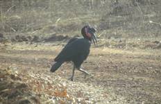 Gambia Birding Safari 10 Days/9 Nights ( Comfort) Tour