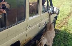 Circuit 4 jours de safari en groupe commun Tarangire Serengeti et Ngorongoro
