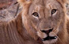 Kruger in Depth Tour