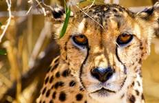 Circuit Etosha - Voyage d'aventure de 19 jours