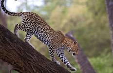 11 days Uganda Wildlife Safari drives Safari Tour