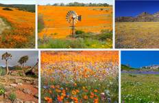 Circuit Circuit des fleurs du Namaqualand
