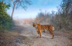 Circuit Points forts du Rajasthan