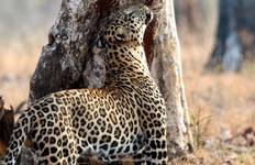 Circuit Inde du Sud 16 jours