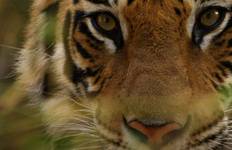 India Tiger Safari Tour Tour