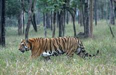 Golden Triangle Tour with Tiger Safari Tour