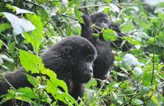 Circuit Découvrir le Rwanda Gorilles, chimpanzés, Dian Fossey (Exclusivement privé)