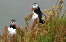 Circuit Grand tour d'Islande en 12 jours