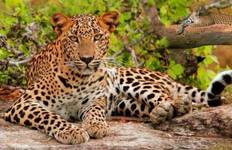 Luxury India Golden Triangle Tour with Tigers and Leopards -10 Days Tour