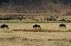 Circuit Safari de 6 jours avec hébergement dans le cadre de la migration