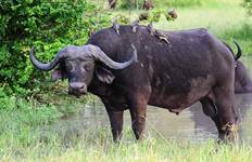 Kenya And Tanzania Via Amboseli, Maasai Mara, Serengeti and Ngorongoro Tour