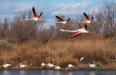 Circuit 5 jours en Camargue au départ d'Arles, Provence