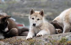 Circuit Baie de Disko (comprend le vol aller-retour Copenhague - Kangerlussuaq)