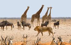 7 Tage Namibia erkundenGeführte Lodge Reise