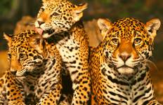 5 Day Golden Triangle Tour with Leopard Safari and Taj Mahal Sunrise/Sunset Tour