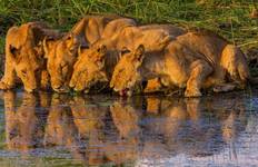 Circuit Botswana Highlights Safari - Confort - 7 jours/ 6 nuits