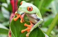 Circuit Costa Rica : Un monde de nature avec le parc national de Tortuguero, le volcan Arenal et le parc national de Manuel Antonio (2025)