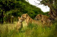 Circuit Kenya Maasai Mara BIG 5 Safari 7 jours**Approche durable du voyage