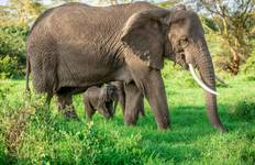 Circuit Safari à dos d'éléphant à la découverte de la Tanzanie 4 jours**Approche de voyage durable