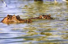 On Safari in Kenya with Nairobi Tour