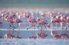 On Safari in Kenya Tour