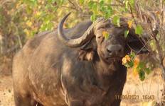 Circuit Victoria Falls et Hwange, 6 jours de safari