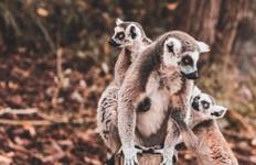 Circuit Le meilleur de l'aventure à Madagascar 12Jours/11Nuits - Confort