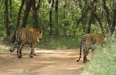Golden triangle tour Ranthambore with Amritsar All inclusive Tour