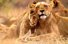 Südafrika: Rendezvous mit der Wildnis & Kapstadt Reise