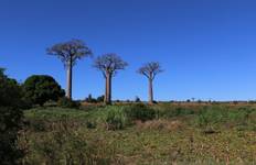 Baobab Avenue & Kirindy Tours 04Days/03Nights (Comfort) Tour
