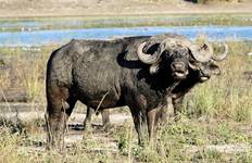 Circuit Kwai, réserve de Moremi, Savuti et parc national de Chobe 09jours/08nuits