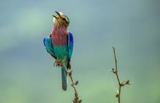 On the Road to Aardvarks, Chameleons and the Big Five Tour