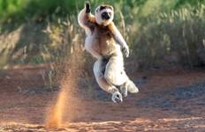 Lemur Safari and Chameleons Tour
