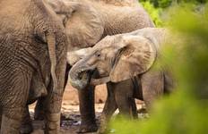 Wild Wildebeest Tour