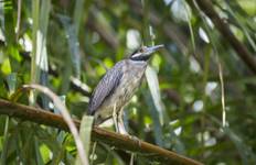 EXPLORE TORTUGUERO – 3 DAYS OF PURE TROPICAL MAGIC Tour