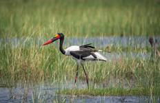 Circuit Depuis Livingstone : 3 jours - Explorez le parc national de Lochinvar pour une excursion d'observation des oiseaux.