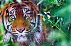 Luxury Golden Triangle with Ranthambore Tigers - Taj Mahal at Sunrise/Sunset 5 Day Tour